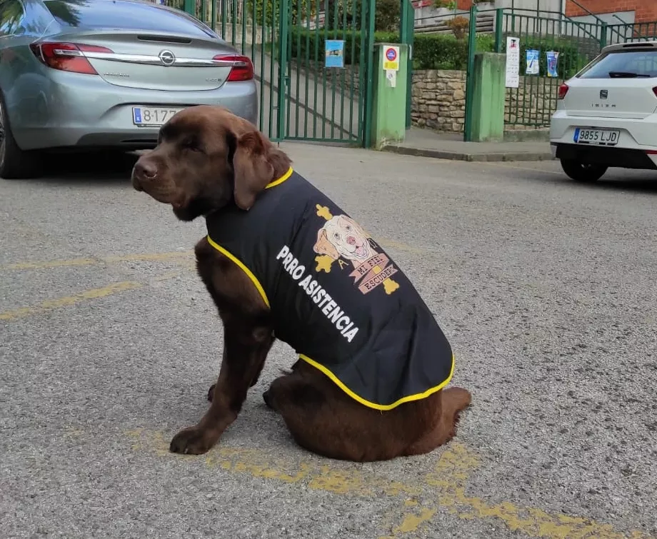 Coco Perro de Asistencia